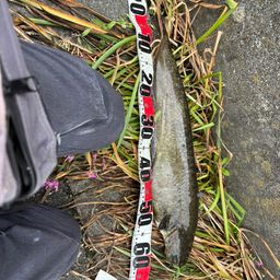 マナマズ