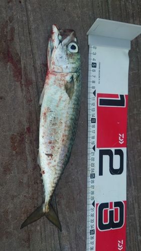 サバの釣果