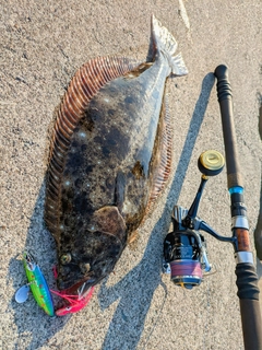 ヒラメの釣果