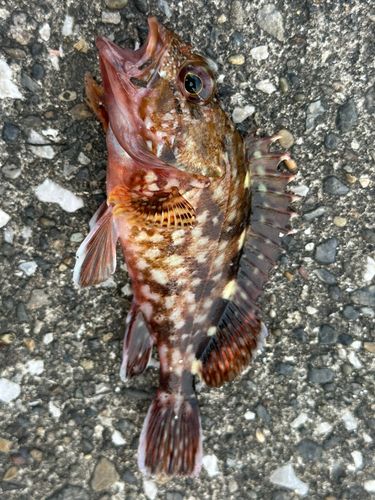 カサゴの釣果