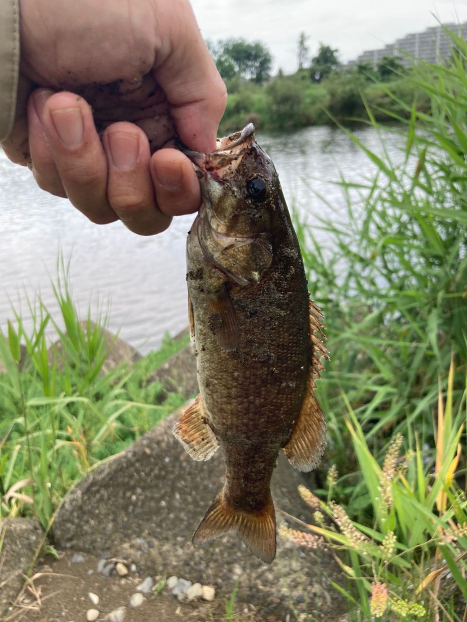 スモールマウスバス