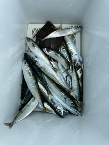 カワハギの釣果