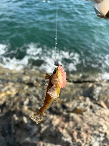 アナハゼの釣果