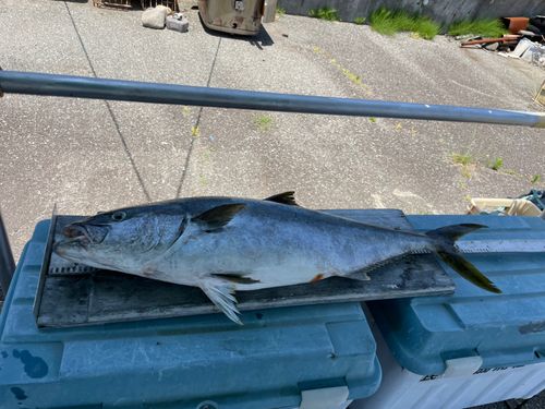 ヒラマサの釣果