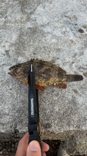 ガシラの釣果