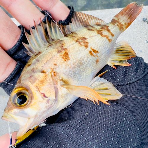 シロメバルの釣果