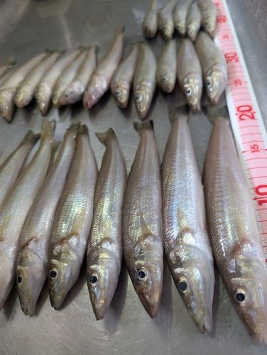 キスの釣果