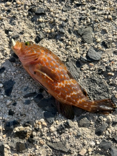 キジハタの釣果