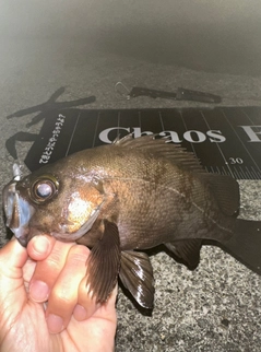 シロメバルの釣果