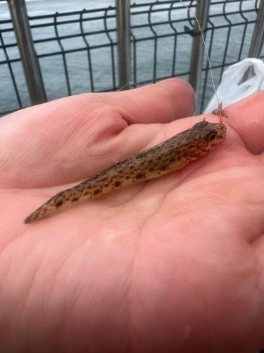 サビハゼの釣果