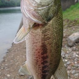 ラージマウスバス