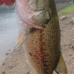 ラージマウスバス