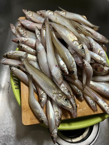 キスの釣果