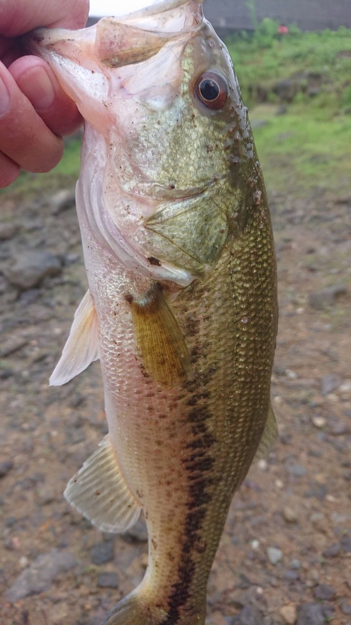 ラージマウスバス