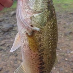 ラージマウスバス