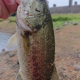 ラージマウスバス