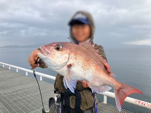 マダイの釣果