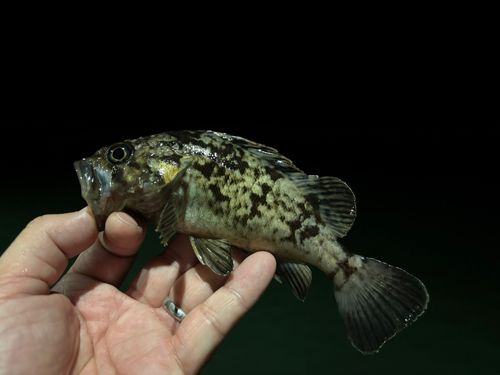 クロソイの釣果