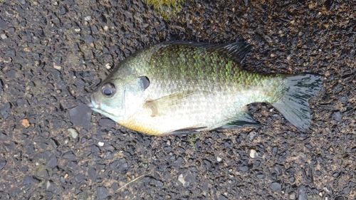 ブルーギルの釣果