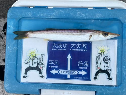 カマスの釣果