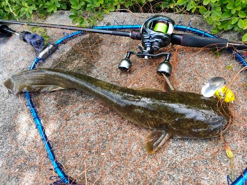 マナマズの釣果