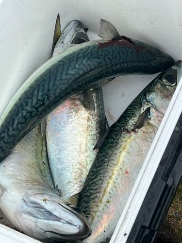 サバの釣果