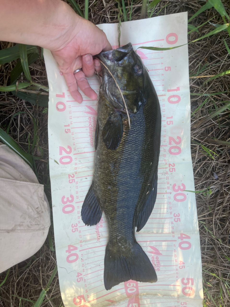 スモールマウスバス