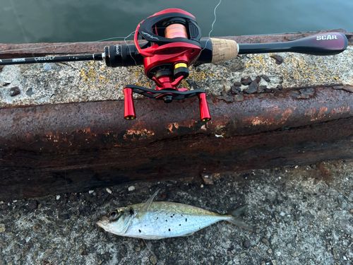 マアジの釣果