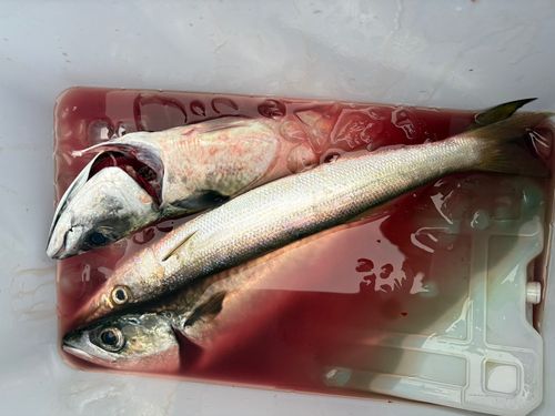 カマスの釣果