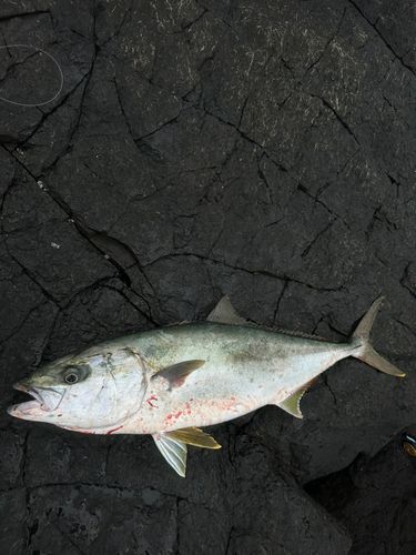 ヒラマサの釣果