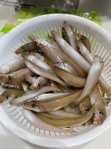 キスの釣果