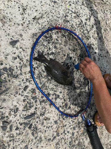 クロメジナの釣果