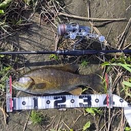 スモールマウスバス