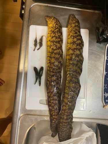 ウツボの釣果