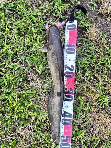 ナマズの釣果