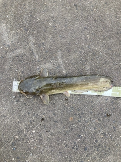 ナマズの釣果
