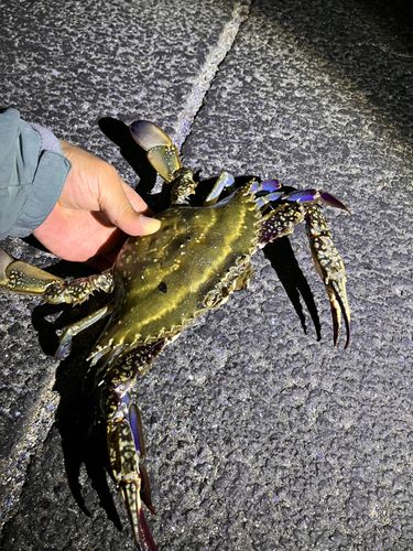 カニの釣果