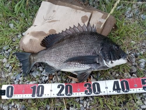 チヌの釣果