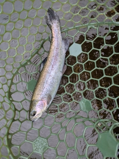 ニジマスの釣果