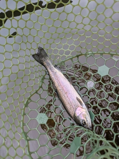 ニジマスの釣果