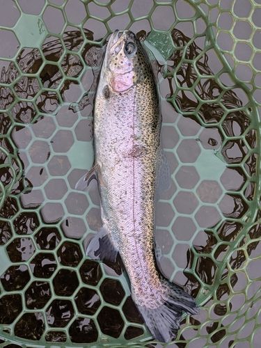 ニジマスの釣果