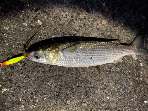 ボラの釣果