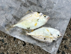 ヒイラギの釣果