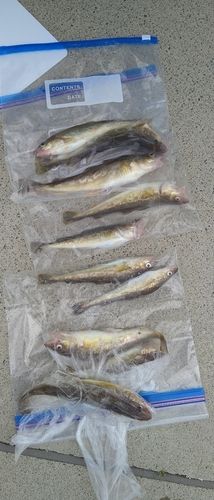コマイの釣果