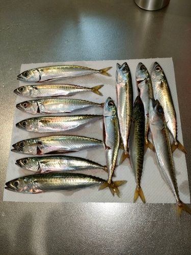 サバの釣果