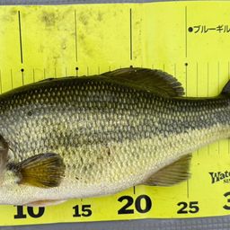 ラージマウスバス