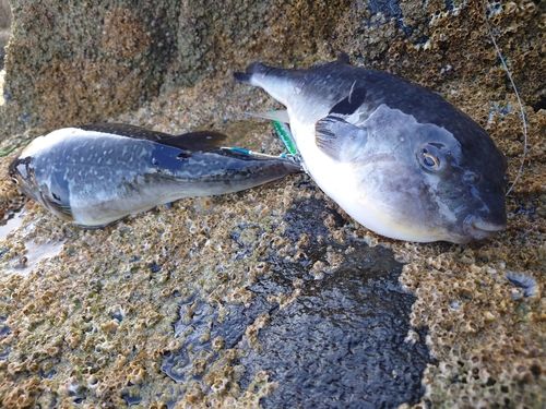 フグの釣果