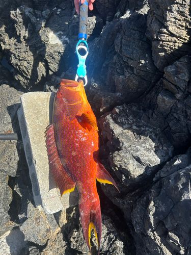 ナガジューミーバイの釣果