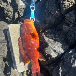 ナガジューミーバイ