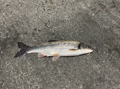 ウグイの釣果